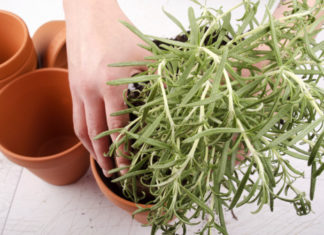 Rosmarino 740 0 078 Rosmarino